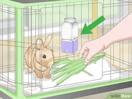 Imagen titulada Determine Whether to Have Your Rabbit Neutered Step 9