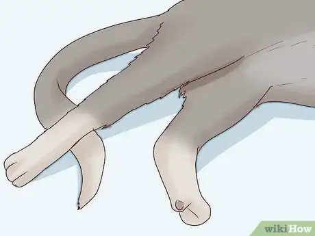 Imagen titulada Deal with a Paralyzed Cat Step 11