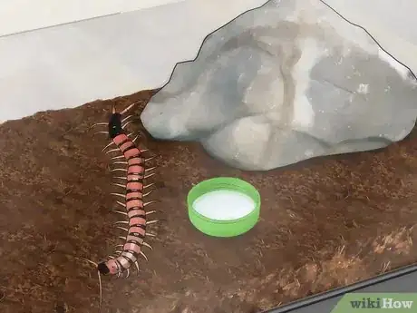 Imagen titulada Care for a Centipede Step 10