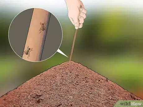 Imagen titulada Care for Ants Step 6