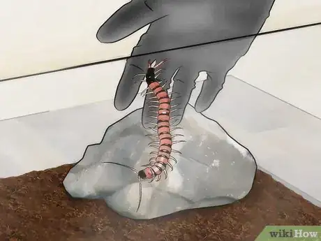Imagen titulada Care for a Centipede Step 13