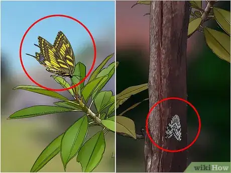 Imagen titulada Identify an Insect Step 2