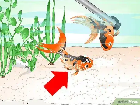 Imagen titulada Save a Dying Goldfish Step 6
