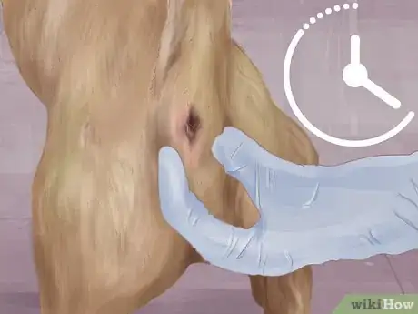 Imagen titulada Express a Dog's Anal Gland Step 14