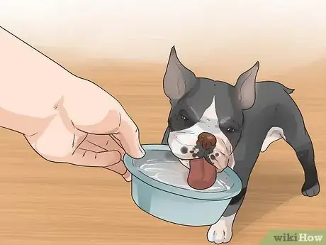 Imagen titulada Train Boston Terriers Step 16