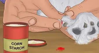 detener el sangrado de un perro