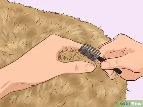 Imagen titulada Care for a Toy Poodle Step 9