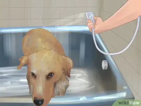 Imagen titulada Express a Dog's Anal Gland Step 17