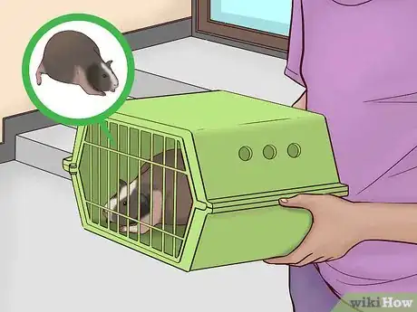Imagen titulada Care for a Pregnant Guinea Pig Step 3