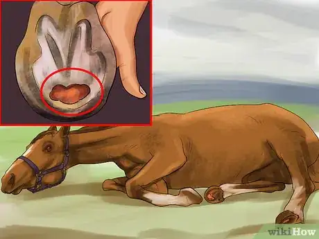 Imagen titulada Treat a Hoof Abscess in Horses Step 11