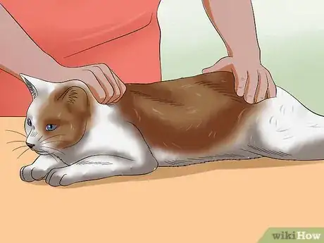 Imagen titulada Express a Cat's Anal Glands Step 2