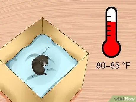 Imagen titulada Care for an Abandoned Kitten Step 7