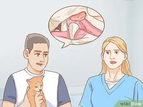 Imagen titulada Diagnose and Treat Mouth Ulcers in Cats Step 6