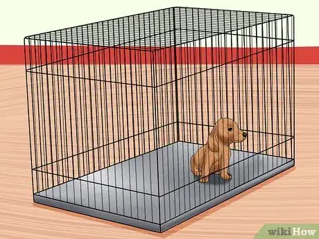Imagen titulada Train Dachshunds Step 8