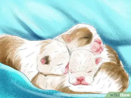 Imagen titulada Spot Health Problems in Newborn Puppies Step 12