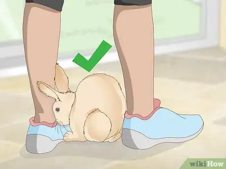 Imagen titulada Determine Whether to Have Your Rabbit Neutered Step 4