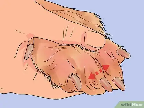 Imagen titulada File a Dog's Nails Step 6