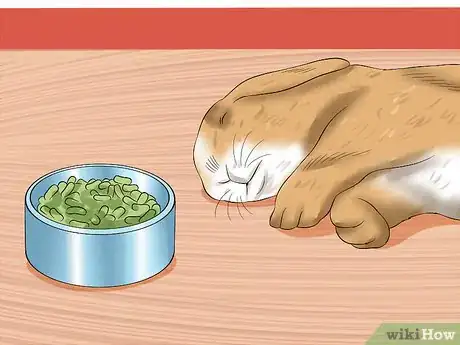Imagen titulada Treat Digestive Problems in Rabbits Step 1