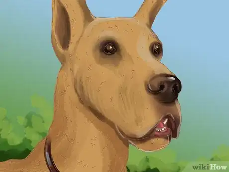 Imagen titulada Identify a Great Dane Step 2