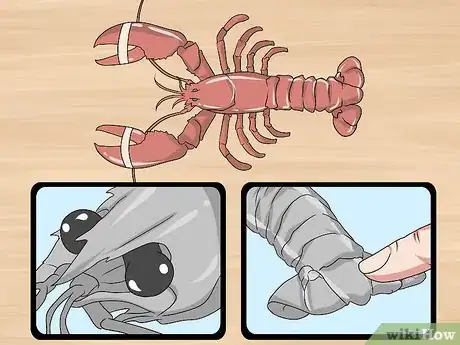 Imagen titulada Store Live Lobster Step 4