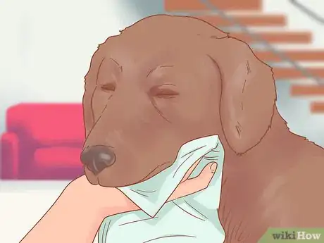Imagen titulada Care for a Dog After It Has Just Vomited Step 3