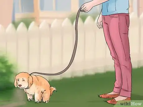 Imagen titulada Get a Puppy to Stop Crying Step 1
