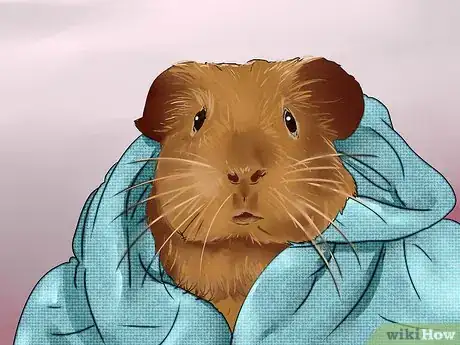 Imagen titulada Cut Guinea Pig Claws Step 6
