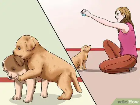 Imagen titulada Choose a Healthy Puppy Step 6