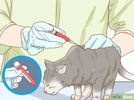 Imagen titulada Diagnose the Cause of a Swollen Abdomen in Cats Step 9