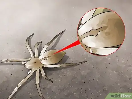 Imagen titulada Identify a Yellow Sac Spider Step 6