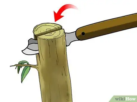Imagen titulada Graft a Tree Step 33