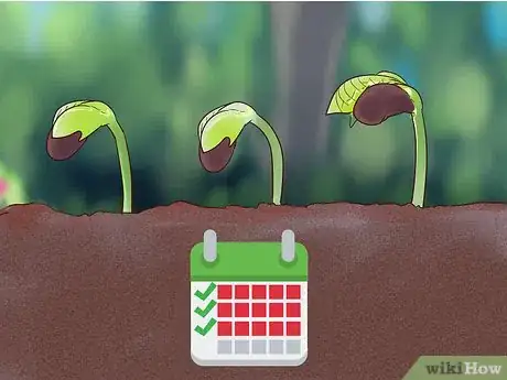 Imagen titulada Grow Flowers from Seed Step 13