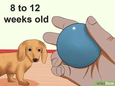 Imagen titulada Train Dachshunds Step 2