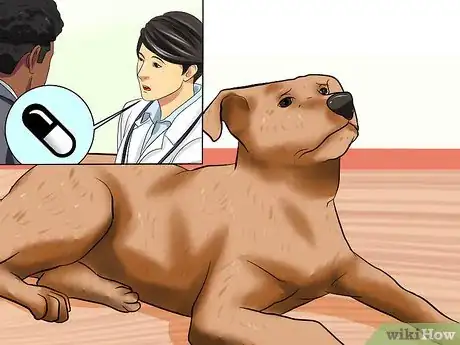 Imagen titulada Surrender a Dog Step 13