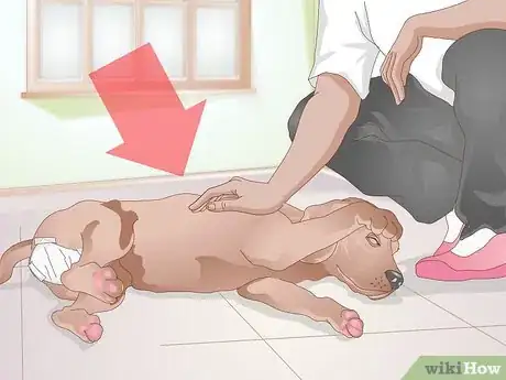 Imagen titulada Care for Your Dog After Being Neutered Step 1