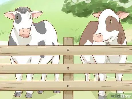 Imagen titulada Care for Cattle Step 14