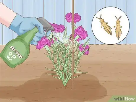 Imagen titulada Help Carnations Make a Comeback Step 11