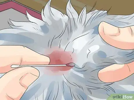 Imagen titulada Care for a Maltese Dog Step 10
