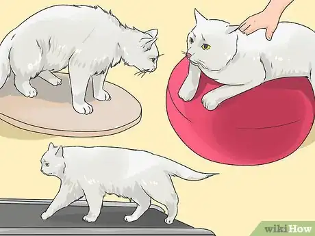 Imagen titulada Treat a Cat with Physical Therapy Step 4