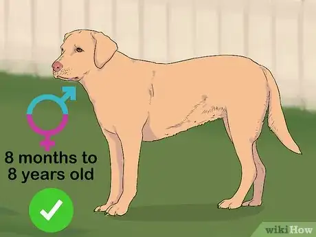 Imagen titulada Breed Labradors Step 14