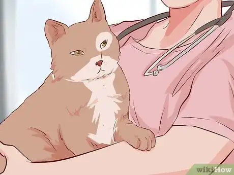 Imagen titulada Stop Your Cat's Diarrhea Step 2