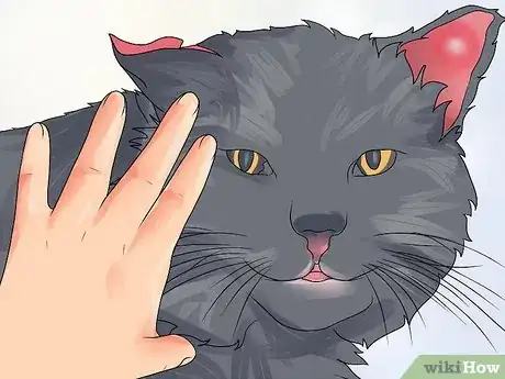 Imagen titulada Treat Ear Haematomas in Cats Step 2