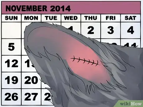 Imagen titulada Treat Ear Haematomas in Cats Step 9