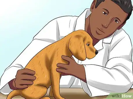 Imagen titulada Surrender a Dog Step 11
