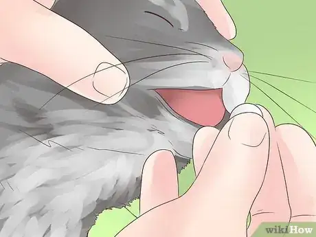 Imagen titulada Treat Epilepsy in Cats Step 2