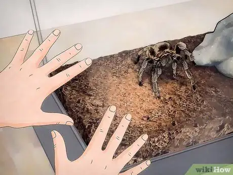 Imagen titulada Tell if Your Tarantula Is Molting Step 6