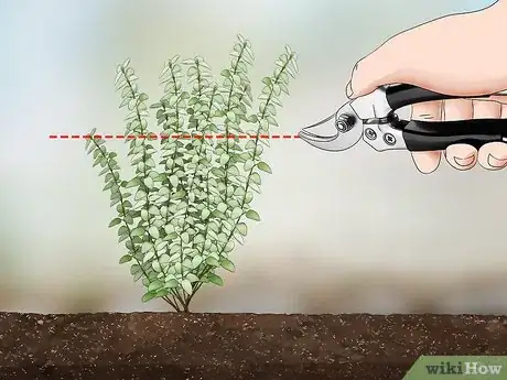 Imagen titulada Prune Thyme Step 4