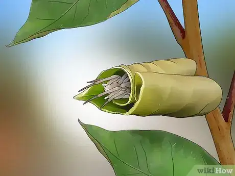 Imagen titulada Identify a Yellow Sac Spider Step 8