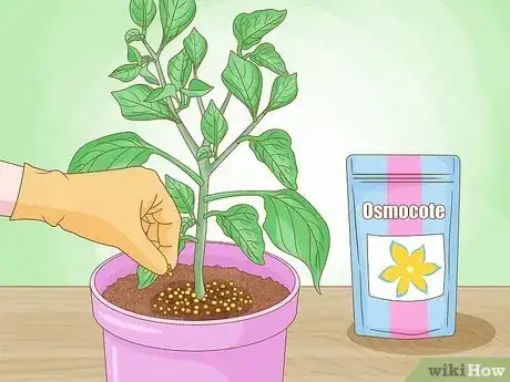 Imagen titulada Grow Bell Peppers Step 10