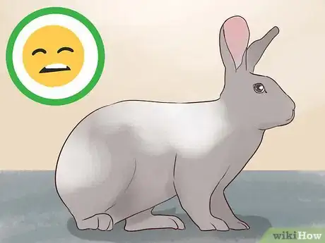 Imagen titulada Keep a Rabbit and a Cat Step 5